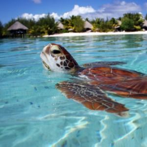 Meet your Posher, Lee